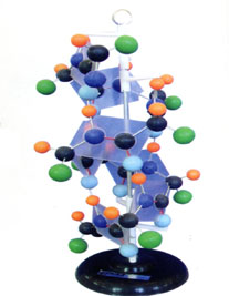 Mô hình Protein